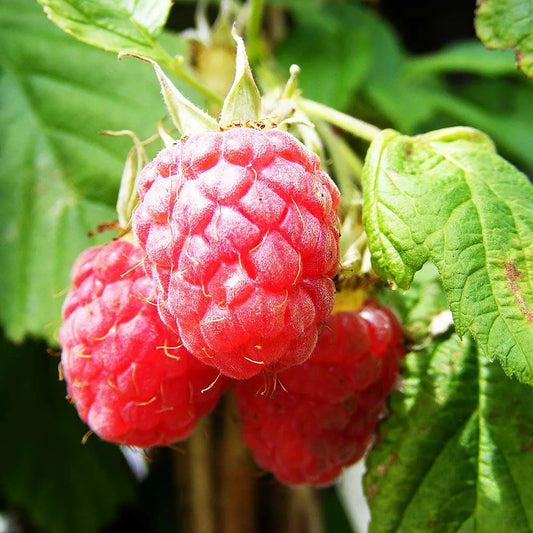 Raspberry Glen Prosen (Rubus idaeus) Fruit Bush 3ltr Pot