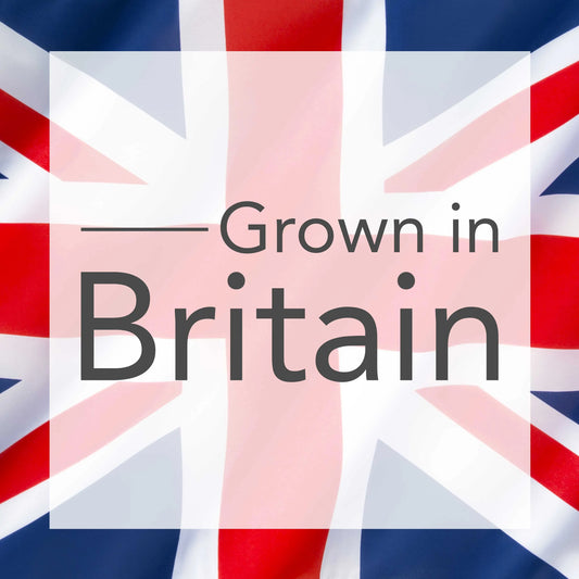 Raspberry Heritage (Rubus idaeus) Fruit Bush 2ltr Pot