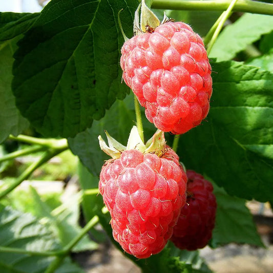 Raspberry Malling Admiral (Rubus idaeus) Fruit Bush 3ltr Pot
