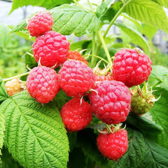 Raspberry Malling Promise (Rubus idaeus) Fruit Bush 3ltr Pot