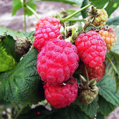 Raspberry Octavia (Rubus idaeus) Fruit Bush 2ltr Pot