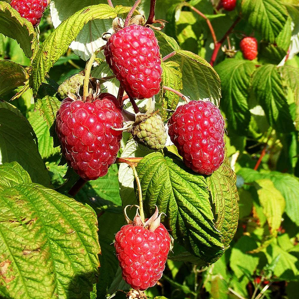 Raspberry Polka (Rubus idaeus) Fruit Bush 3ltr Pot
