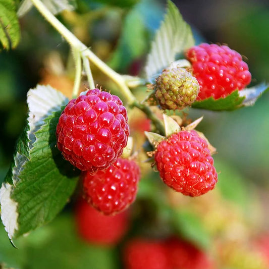 Raspberry Zeva (Rubus idaeus) Fruit Bush 3ltr Pot
