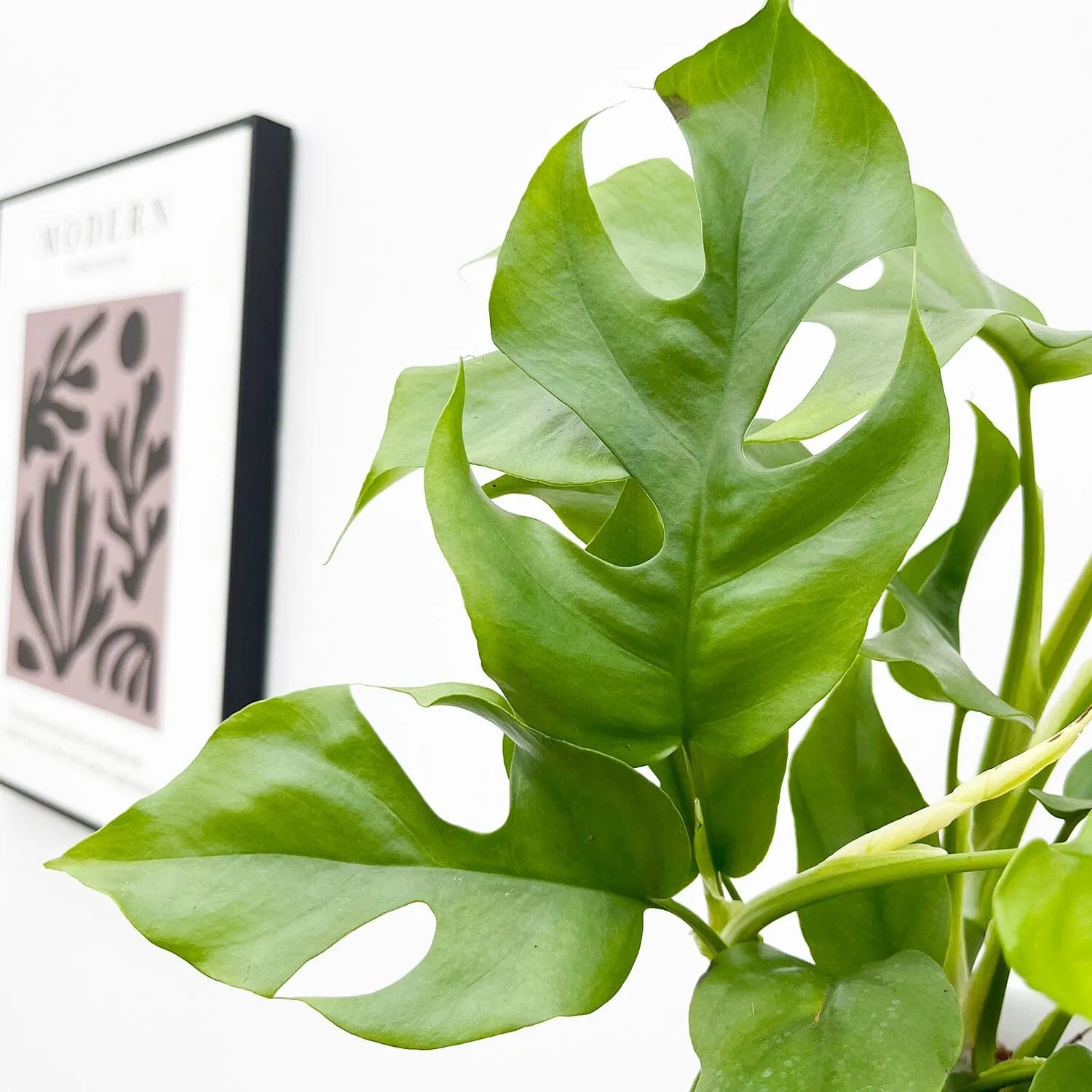 Rhaphidophora Tetrasperma 12cm Pot House Plant