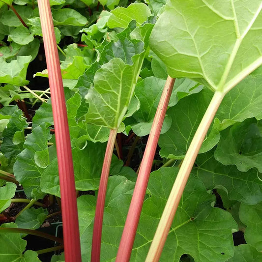 Rhubarb Champagne (Rheum Rhabarbarum) Fruit Bush 3ltr Pot
