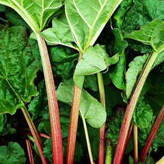 Rhubarb Stockbridge Arrow (Rheum Rhabarbarum) Fruit Bush 3ltr Pot