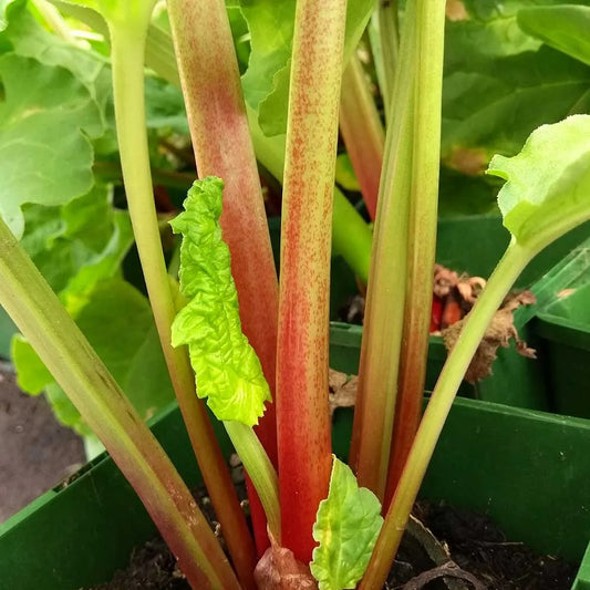 Rhubarb Victoria (Rheum Rhabarbarum) Fruit Bush 3ltr Pot