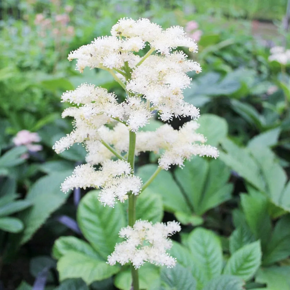 Rodgersia Pinnata Aquatic Pond Plant - Superba