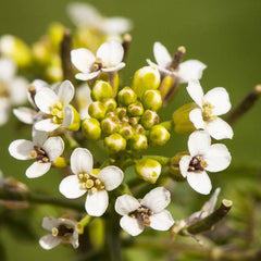 Rorippa Nasturtium Aquaticum Aquatic Pond Plant - Water Cress