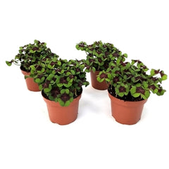 20 - 30cm Oxalis Triangularis Deppei 13cm Pot House Plant