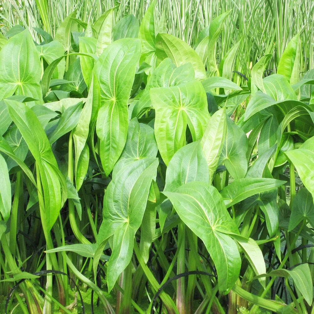 Sagittaria Latifolia Aquatic Pond Plant - Duck Potato