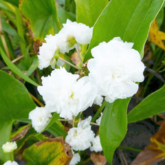Sagittaria Sagittifolia Flore Pleno Aquatic Pond Plant - Double Japanese Arrowhead