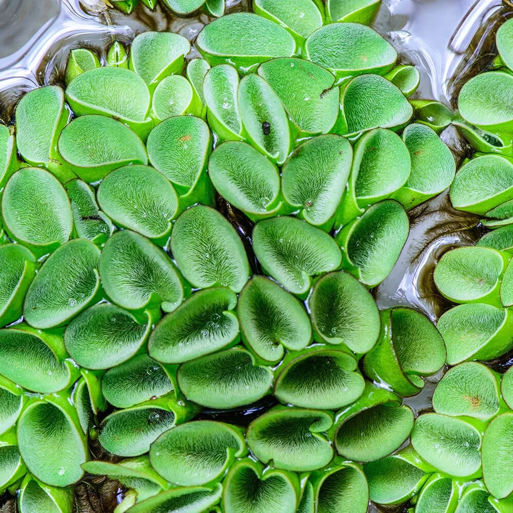 Salvinia Cucullata Aquatic Pond Plant - Asian Watermoss
