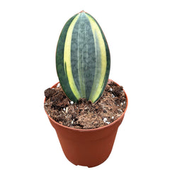 15 - 20cm Sansevieria Masoniana Aurea House Plant 14 cm Pot
