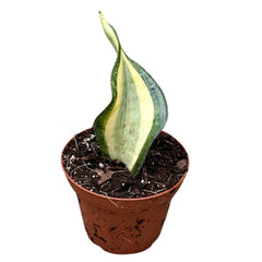 10 - 15cm Sansevieria Wendy Yellow House Plant 10,5 cm Pot