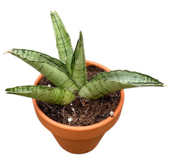 5 - 10cm Sansevieria Himalayan 8cm Pot House Plant
