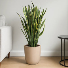 Sansevieria Laurentii Snake House Plant