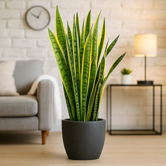 Sansevieria Laurentii Snake House Plant