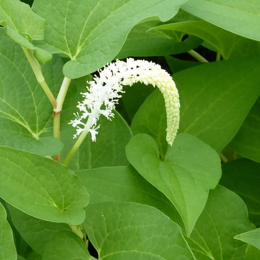 Saururus Cernuus Aquatic Pond Plant - Lizard's Tail