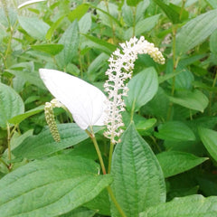 Saururus Chinensis Aquatic Pond Plant