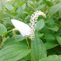 Saururus Chinensis Aquatic Pond Plant
