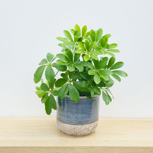30 - 40cm Schefflera Nora House Plant 13cm Pot