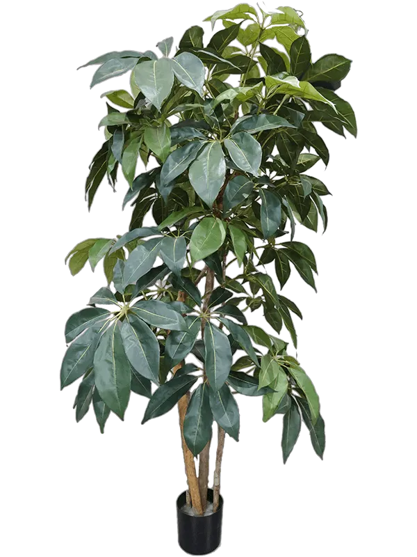 Schefflera Artificial Plant Premium Faux 175cm Height