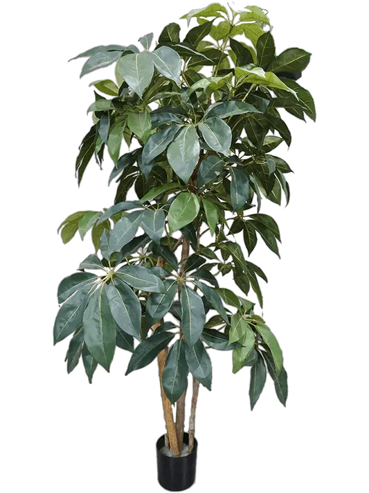 Schefflera Artificial Plant Premium Faux 175cm Height