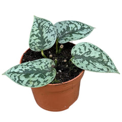 15 - 25cm Scindapsus Silver Lady Pothos 10cm Pot House Plant