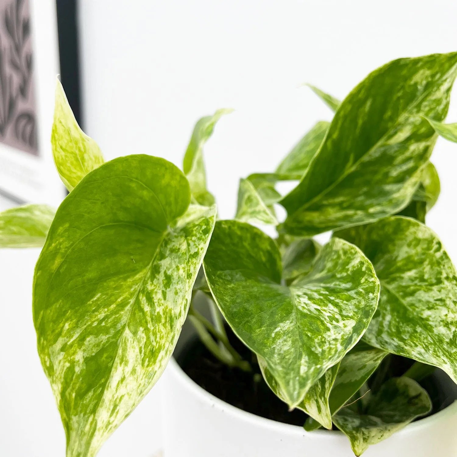 Scindapsus Marble Queen 12cm Pot House Plant