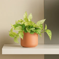 Scindapsus Marble Queen 12cm Pot House Plant