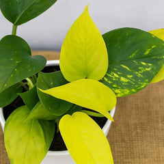 Scindapsus Trio 12cm Pot House Plant