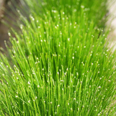 Scirpus Cernuus Aquatic Pond Plant - Fibre Optic Plant