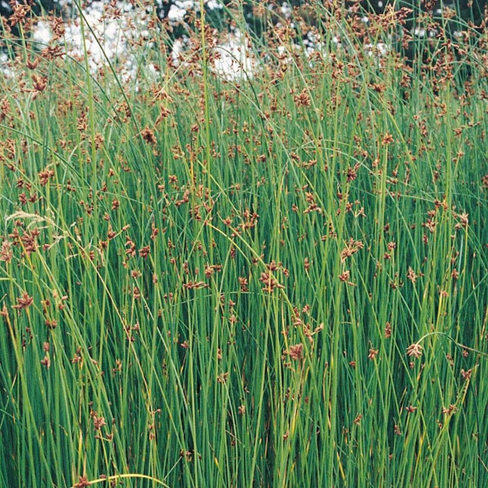 Scirpus Lacustris Aquatic Pond Plant - Club Rush