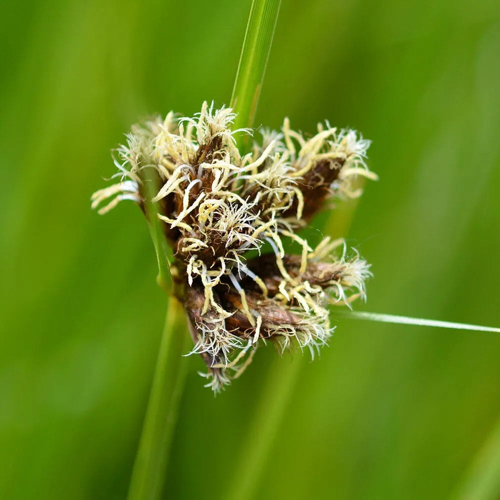 Scirpus Maritimus Aquatic Pond Plant - Saltmarsh Bulrush
