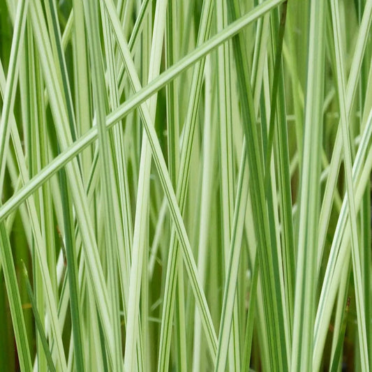 Scirpus Tabernaemontani Albescens Aquatic Pond Plant - Striped Bulrush