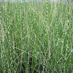 Scirpus Tabernaemontani Zebrinus Aquatic Pond Plant - Zebra Rush
