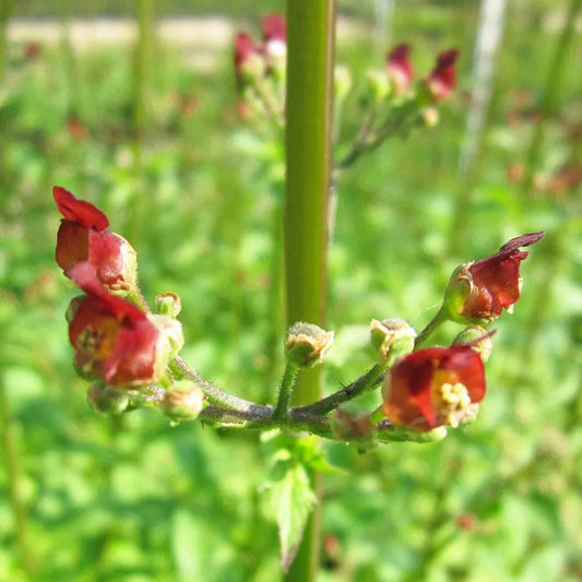 Scrophularia Auriculata Aquatic Pond Plant - Water Figwort