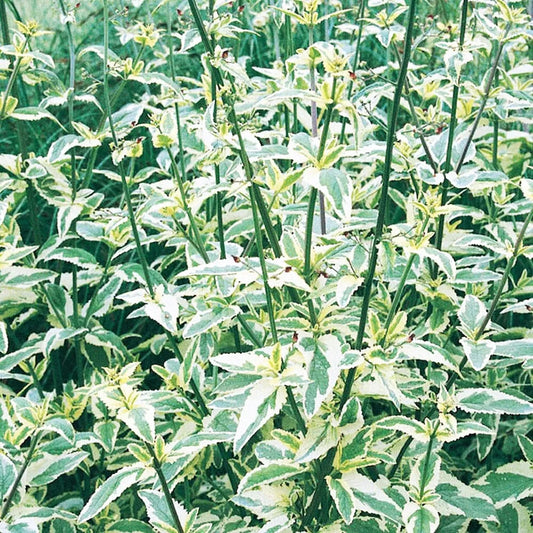 Scrophularia Auriculata Variegata Aquatic Pond Plant