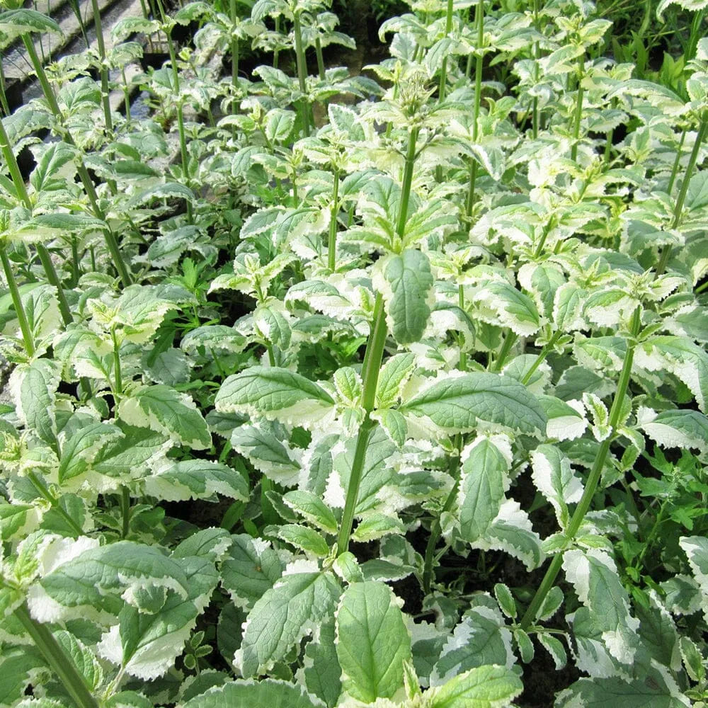 Scrophularia Auriculata Variegata Aquatic Pond Plant