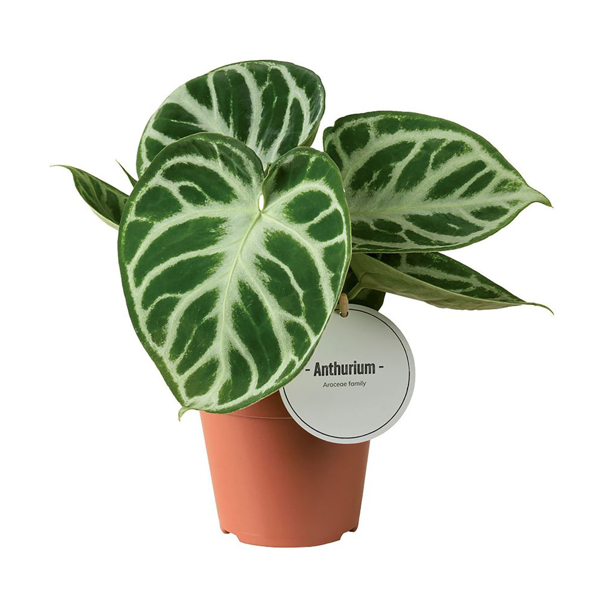 20 - 30cm Anthurium Silver Blush 12cm Pot House Plant