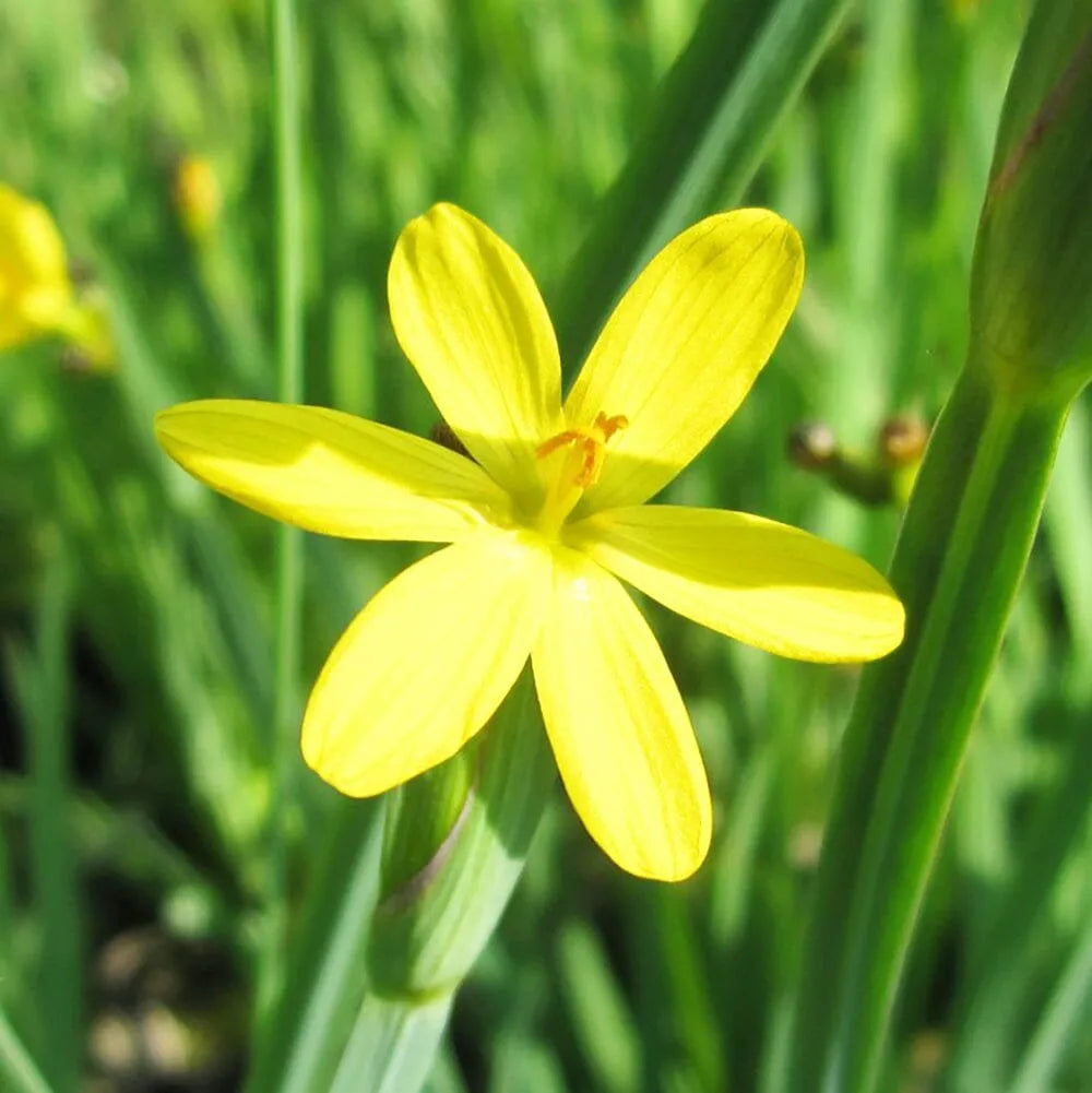 Sisyrinchium Californicum Aquatic Pond Plant - Yellow Eyed Grass