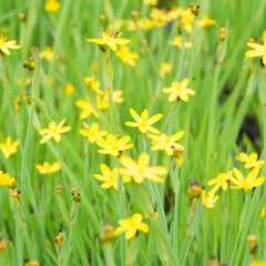 Sisyrinchium Californicum Aquatic Pond Plant - Yellow Eyed Grass