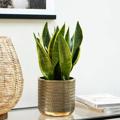 Solis Embossed Planter Gold 18cm Height 18cm Dia