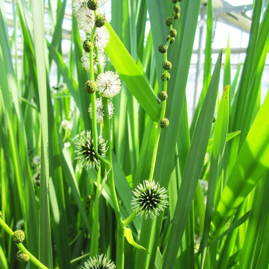 Sparganium Erectum Aquatic Pond Plant - Branched Bur-reed