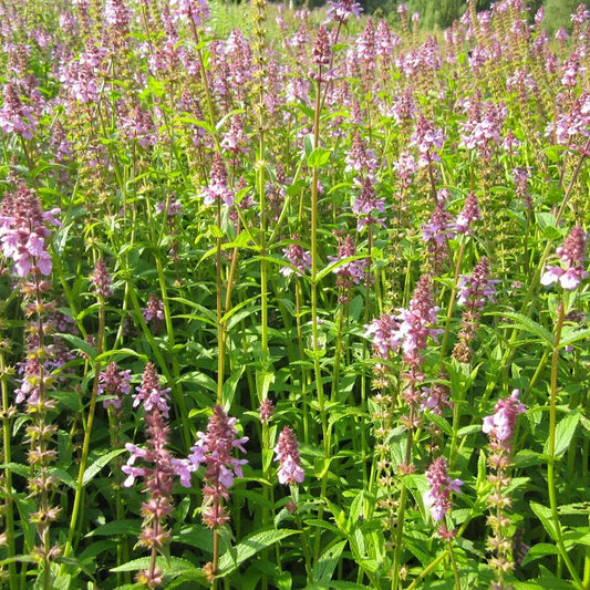 Stachys Palustris Aquatic Pond Plant - Marsh Woundwort