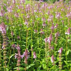 Stachys Palustris Aquatic Pond Plant - Marsh Woundwort