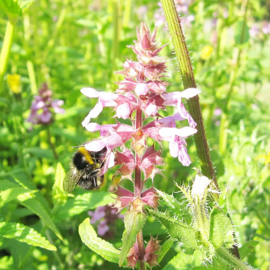 Stachys Palustris Aquatic Pond Plant - Marsh Woundwort