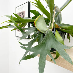 Staghorn Fern in Hanging Pot Platycerium Bifurcatum