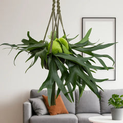 Staghorn Fern in Hanging Pot Platycerium Bifurcatum